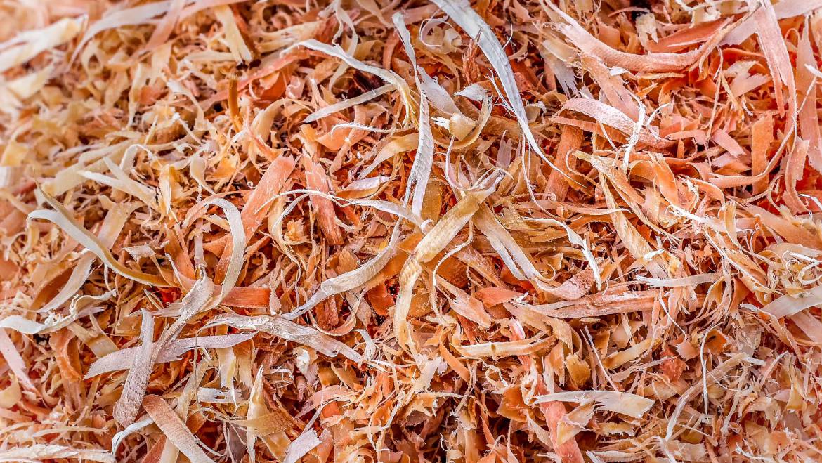 Okrzesywanie drzew. Poznaj techniki