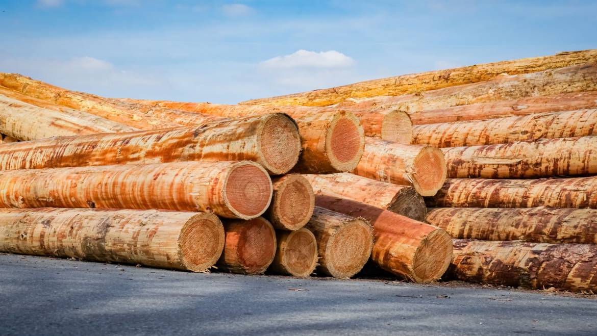 Jak powstaje drewno. Czy to takie oczywiste?